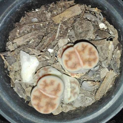 Lithops #04 live plant  - see picture