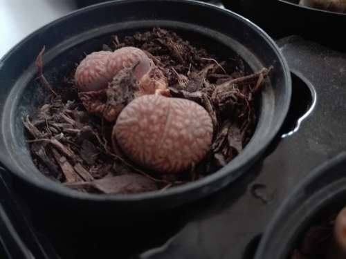 Lithops #03 live plant  - see picture