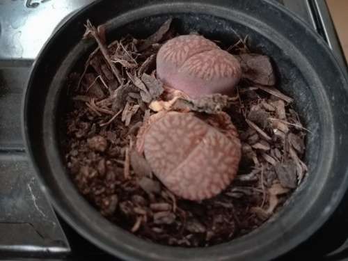 Lithops #03 live plant  - see picture