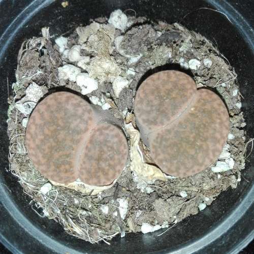 Lithops #05 live plant  - see picture