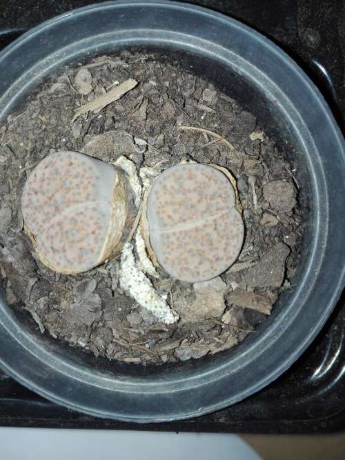 Lithops #06 live plant  - see picture