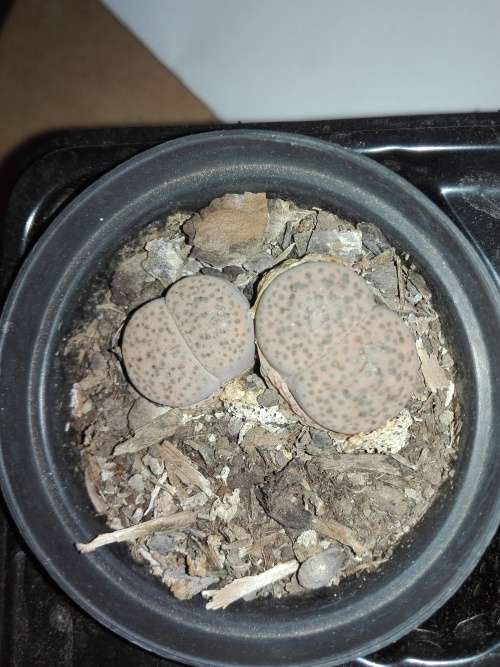 Lithops #07 live plant  - see picture
