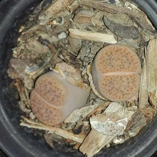 Lithops #08 live plant  - see picture