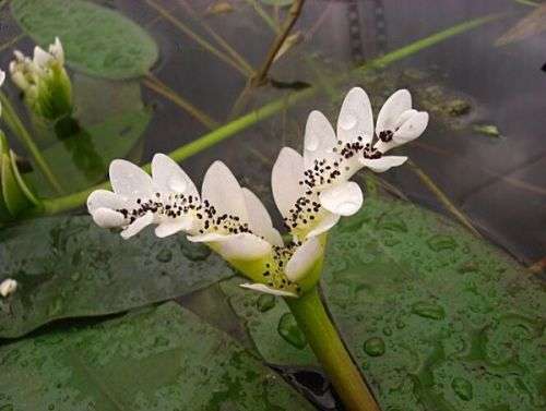 Waterblommetjie plant (Aponogeton distachyos) - bare root