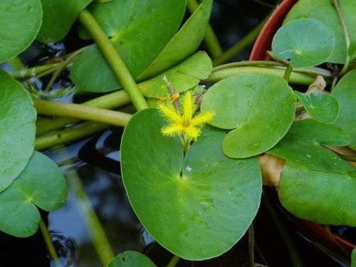 Nymphoides Thunbergiana (Floating hearts plant) - bare root young plant