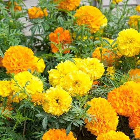 Marigold `crackerjack` - 300 seeds