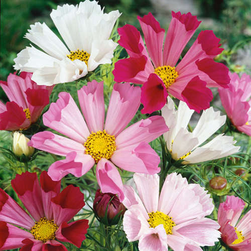 Cosmos `sea shells`- 25  seeds