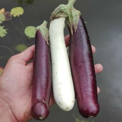 Eggplant long mix (purple, green, white) - 15 seeds