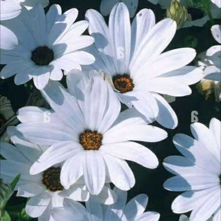 Dimorphotheca white - 25 seeds