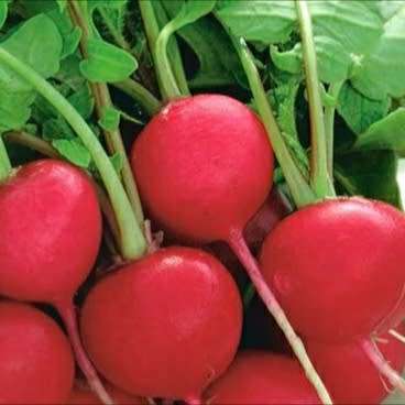 Radish `cherry belle` - 100 seeds