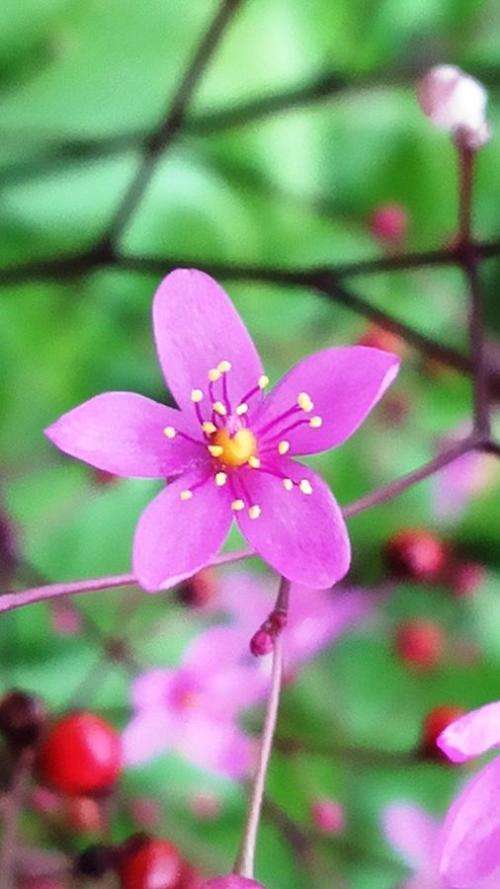 Talinum paniculatum (Jewels of opar) - 150 seeds