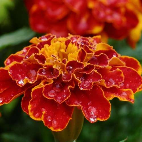 Dwarf french marigold `double flowered` - 100 seeds