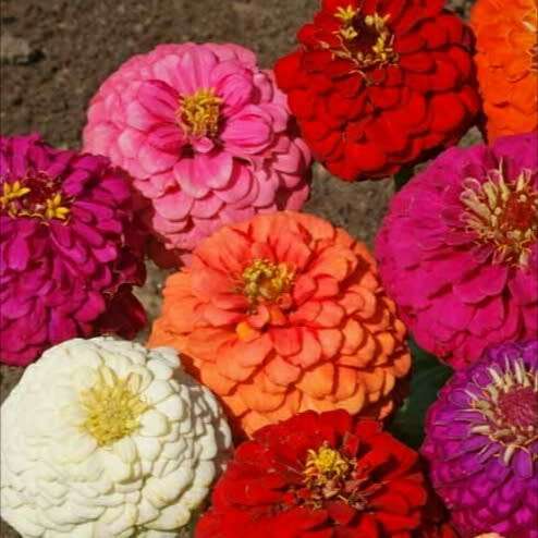 Zinnia `dwarf lilliput` - 50 seeds