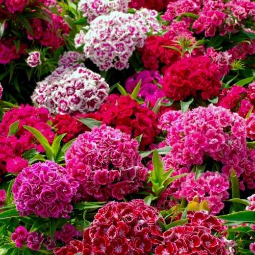 Sweet william double flowered - 25 seeds