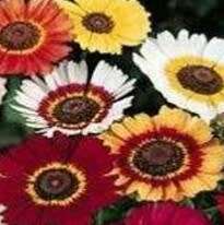 Chrysanthemeum `merry mixed` - 50 seeds