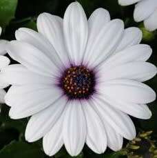 Osteospermum ecklonis white - 10 seeds