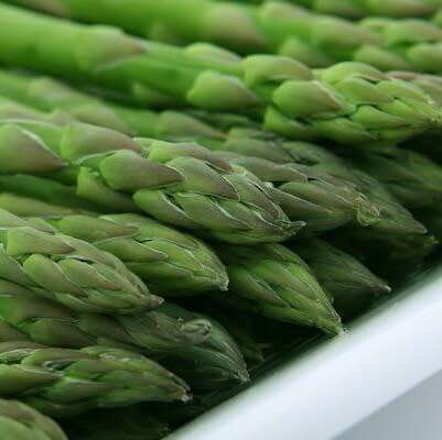 Asparagus `UC157` f2 hybrid - 20 seeds