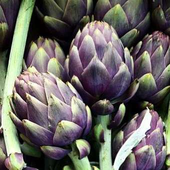 Artichoke `violet de provence` - 10 seeds
