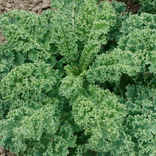 Kale `blue scotch curled` - 100 seeds