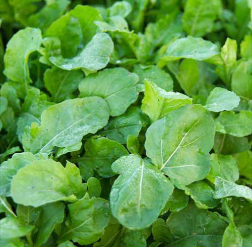 Arugula (rocket) - 400 seeds