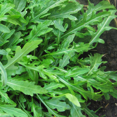 Wild rocket `sylvetta` - 200 seeds