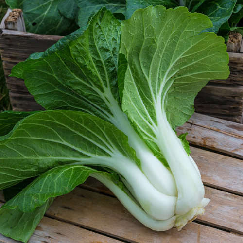 Pak choi `thai white` - 100 seeds