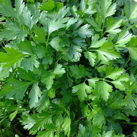 Parsley `plain` - 200 seeds