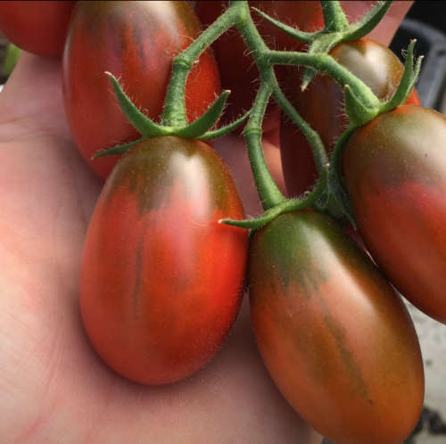 Tomato `black plum` - 25 seeds