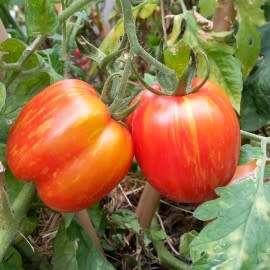 Tomato `striped cavern` - 25 seeds