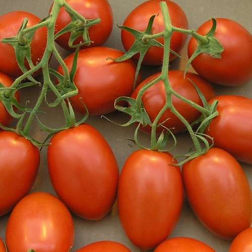 Tomato `roma` - 25 seeds
