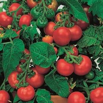 Tomato `window box red` - 25 seeds
