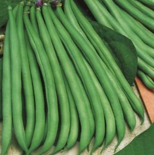 Bush bean `wintergreen` - 10 seeds