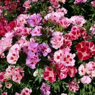 Godetia `azalea flowered` - 200 seeds