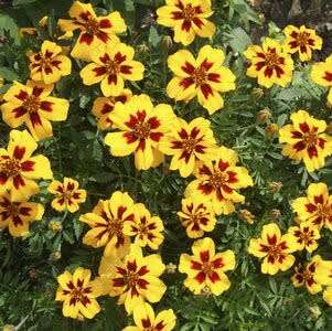 Marigold `naughty marietta` - 50 seeds