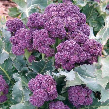 Purple sprouting broccoli - 25 seeds