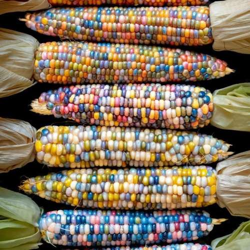 Corn `glass gem` - 20 seeds