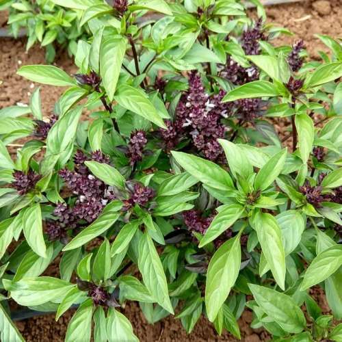 Licorice basil (thai basil) - 50 seeds