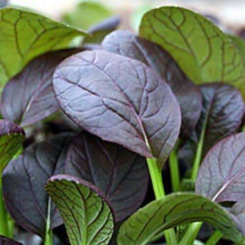 Komatsuna - 100 seeds