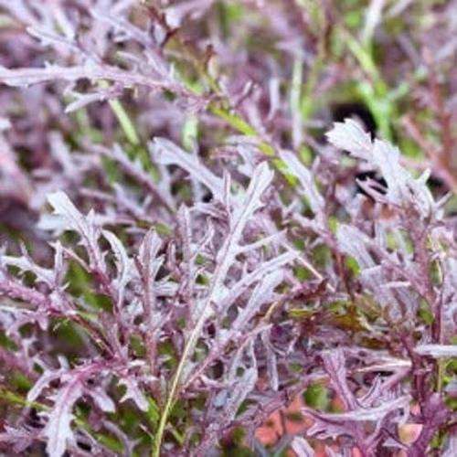 Mizuna `red streaks` - 100 seeds