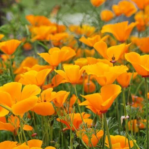 California poppy - 100 seeds
