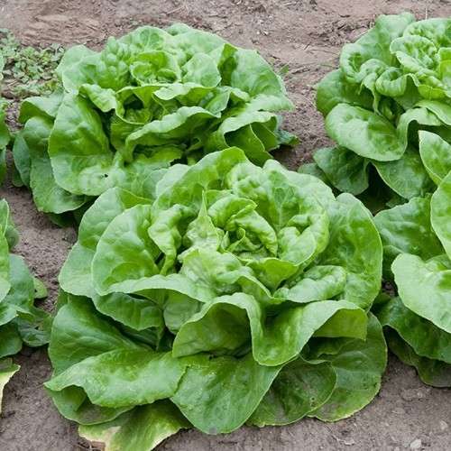 Lettuce `butterhead attraction` - 500 seeds