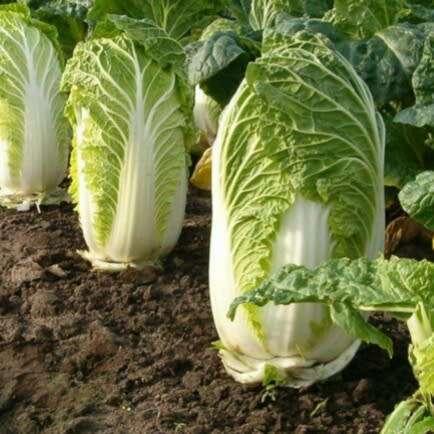 Chinese cabbage `michihili` - 100 seeds