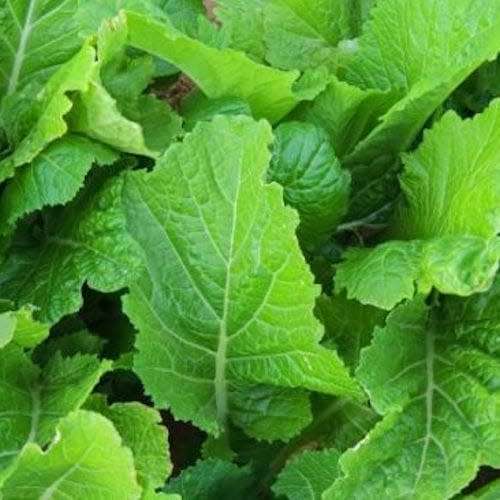Mustard `florida broadleaf` - 200 seeds