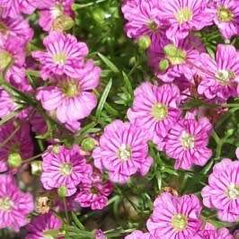 Gypsophila muralis (pink) - 100 seeds
