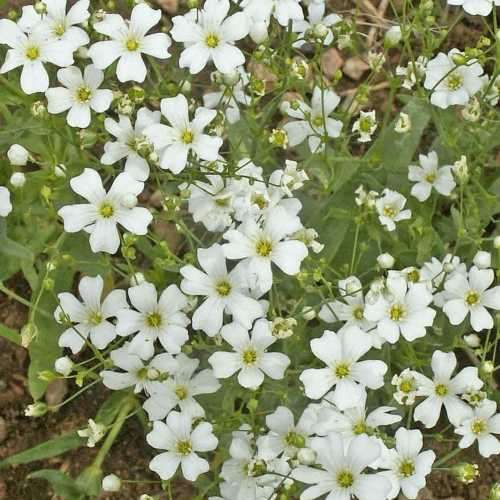 Gypsophila elegans - 100 seeds