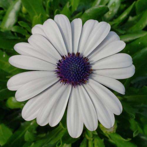 Osteospermum ecklonis -10 seeds