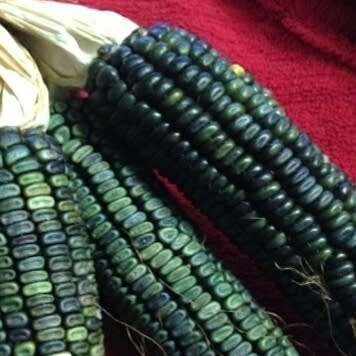 Oaxacan corn - 15 seeds