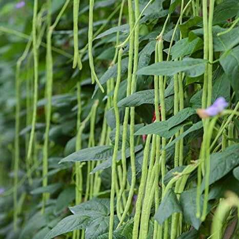 Green noodle bean (black seeded) - 5 seeds