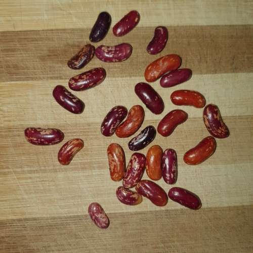 Bush bean `long tom` - 5 seeds