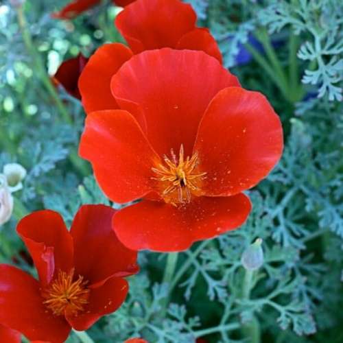 Californian poppy `red chief` - 20 seeds